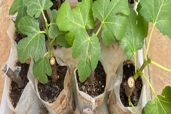 无花果夏季的扦插方法，选择瓦盆或陶盆种植