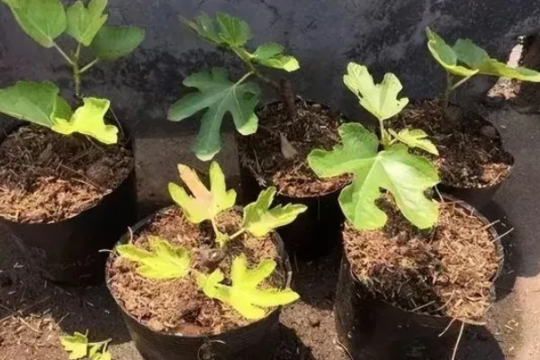 无花果夏季的扦插方法，选择瓦盆或陶盆种植
