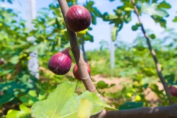 无花果夏季的扦插方法，选择瓦盆或陶盆种植