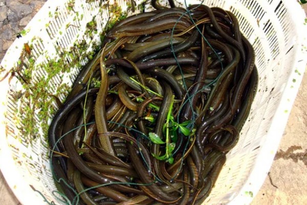 花鳝苗如何运输存活率高，可以用活鱼车运输