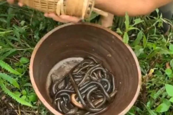 花鳝苗如何运输存活率高，可以用活鱼车运输