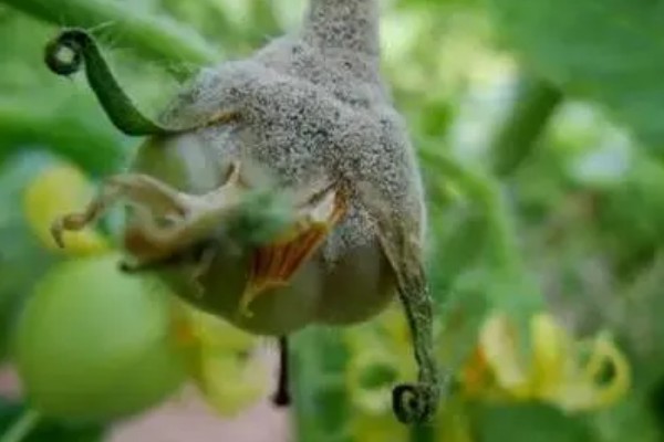 防治灰霉病的特效药，推荐嘧霉胺、腐霉利等