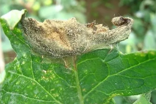 防治灰霉病的特效药，推荐嘧霉胺、腐霉利等