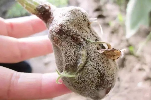 防治灰霉病的特效药，推荐嘧霉胺、腐霉利等