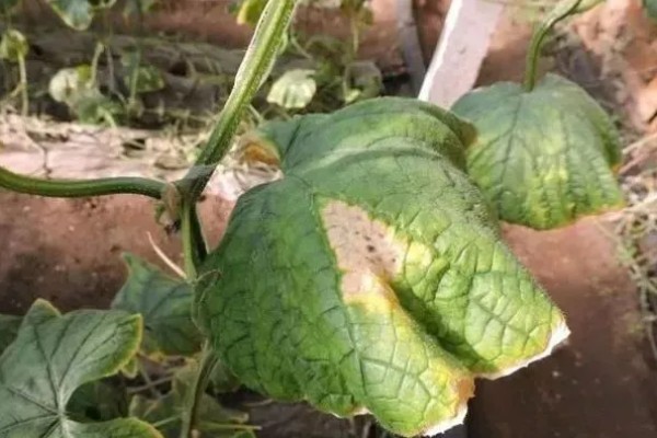 防治灰霉病的特效药，推荐嘧霉胺、腐霉利等