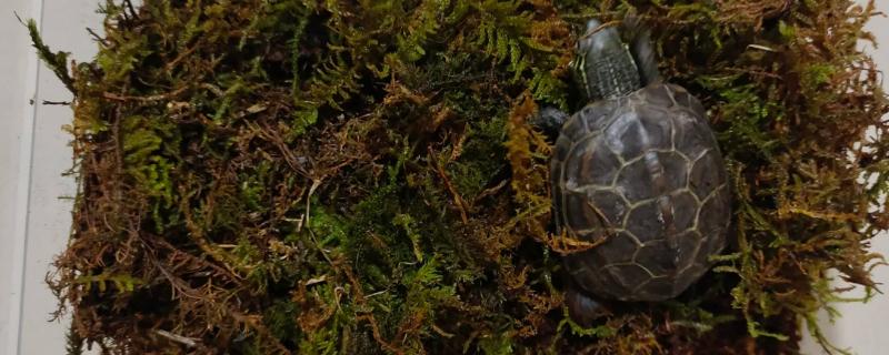冬天怎么养乌龟好，每年的11月份时停止喂食