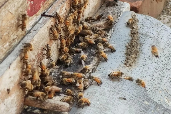 蜜蜂里有黑蜂如何处理，如果是老年工蜂则无需处理