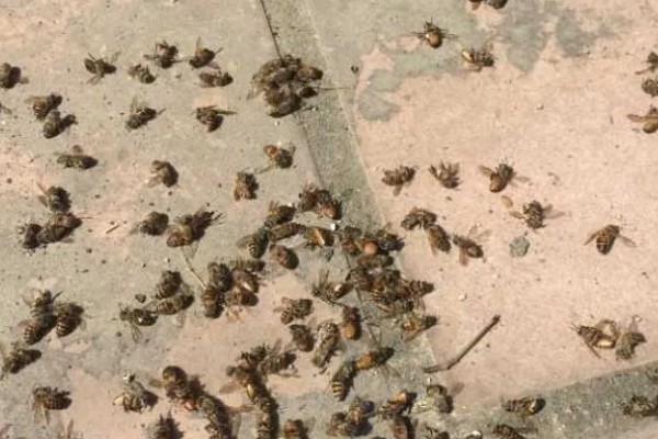 蜜蜂里有黑蜂如何处理，如果是老年工蜂则无需处理