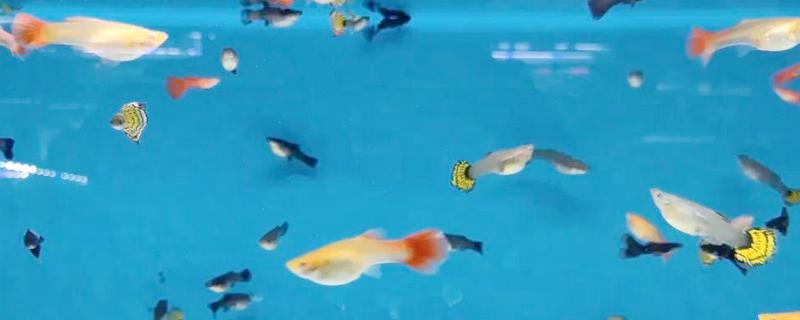 孔雀鱼能和什么鱼混养,可以和灯科鱼和神仙鱼混养