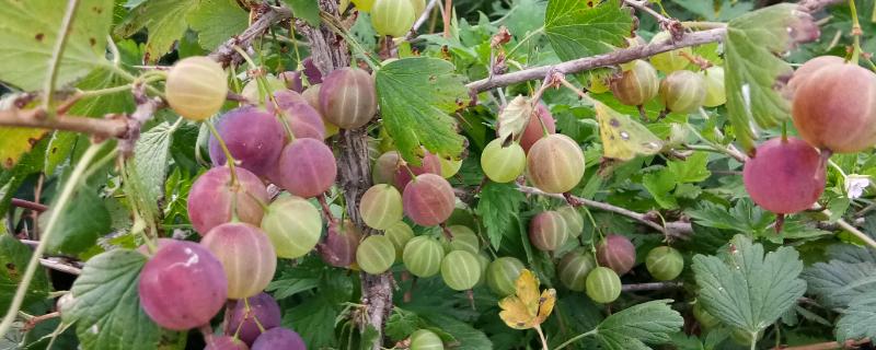 种灯笼果要施什么肥，要施农家肥、氮肥、磷肥等