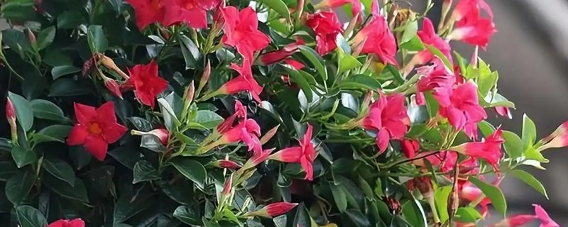 飘香藤修剪打尖的方式，可以根据它的长势来给它打尖