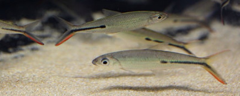 半带半齿脂鲤好养吗，饲养起来比较简单