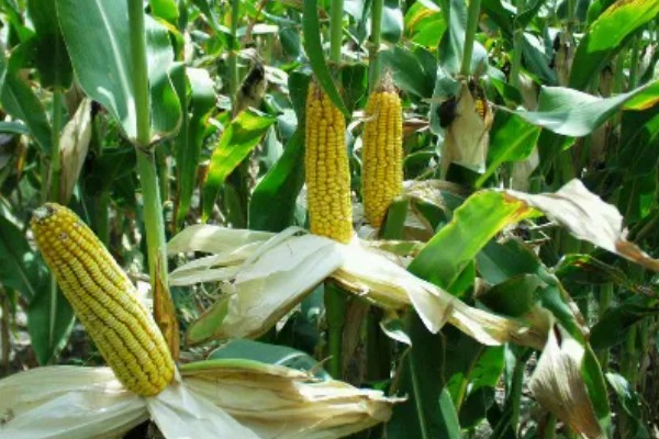 高油玉米的特点,其含油量很高