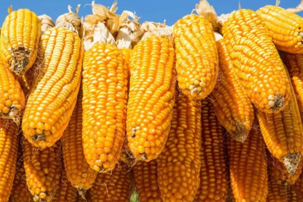 高油玉米的特点,其含油量很高