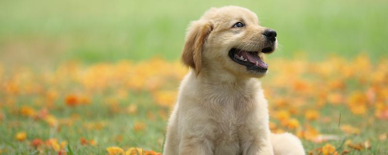 狗狗表示开心的动作,会放松身体、眼睛、嘴巴等