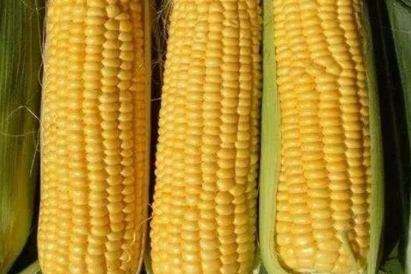 高油玉米的特点,其含油量很高