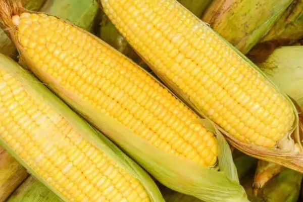 高油玉米的特点,其含油量很高
