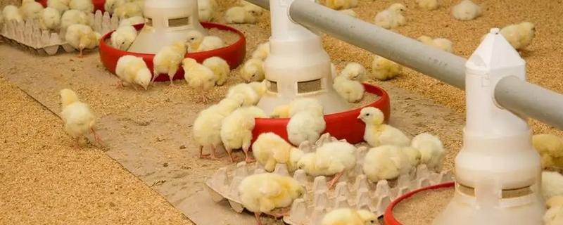 街上买的小鸡一般是几天的，通常都是刚出壳2-5天左右