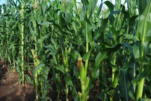 高油玉米的特点,其含油量很高