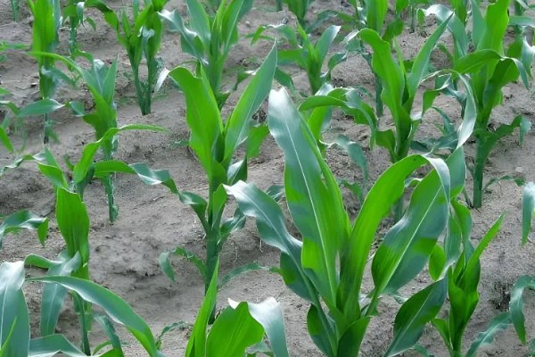 高油玉米的特点,其含油量很高