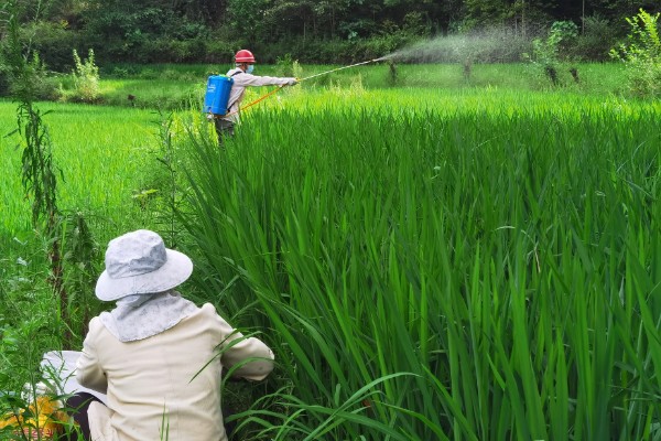 水稻二化螟的防治方法,秋收后的稻茬要将其集中销毁