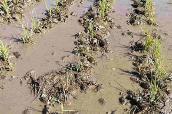 水稻二化螟的防治方法,秋收后的稻茬要将其集中销毁