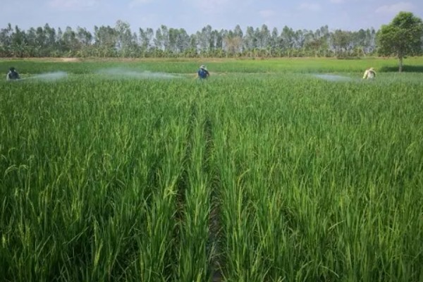 水稻二化螟的防治方法,秋收后的稻茬要将其集中销毁