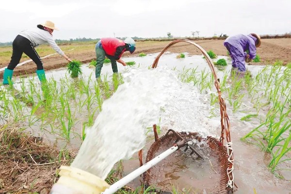 水稻二化螟的防治方法,秋收后的稻茬要将其集中销毁