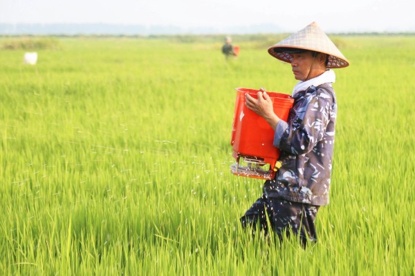 水稻二化螟的防治方法,秋收后的稻茬要将其集中销毁