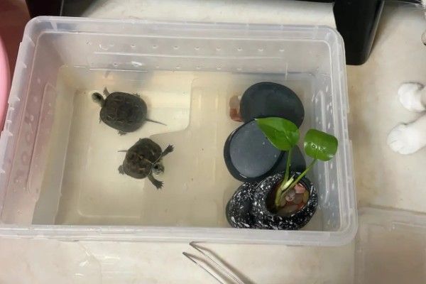 乌龟换水用什么水，一般用自来水
