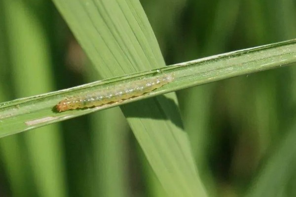 水稻二化螟的防治方法,秋收后的稻茬要将其集中销毁