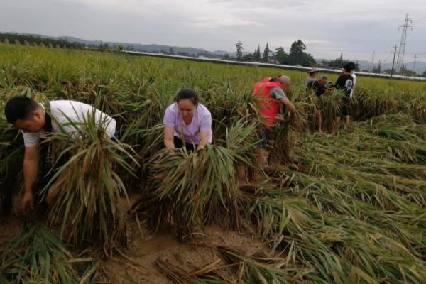 水稻二化螟的防治方法,秋收后的稻茬要将其集中销毁