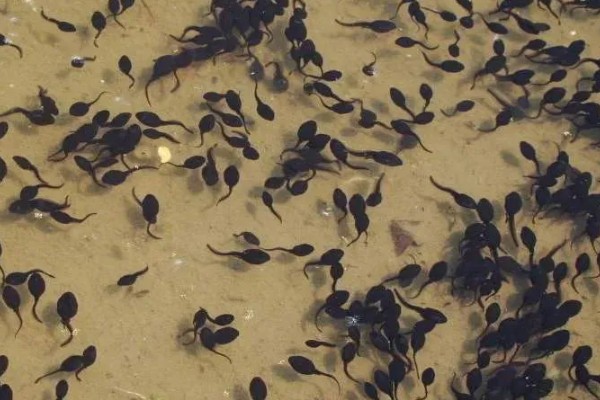 家里养着牛蛙要喂什么，不同的生长阶段的食物不同