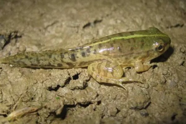 家里养着牛蛙要喂什么，不同的生长阶段的食物不同