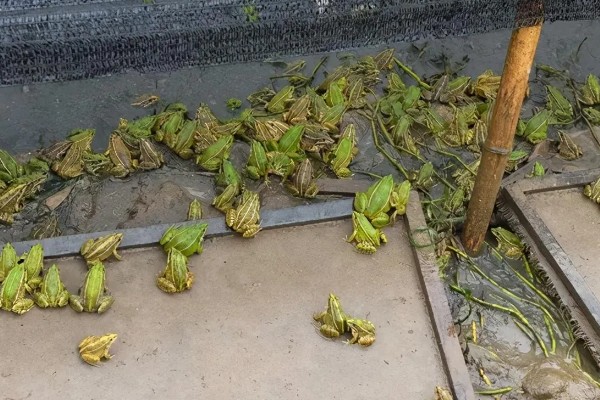 家里养着牛蛙要喂什么，不同的生长阶段的食物不同