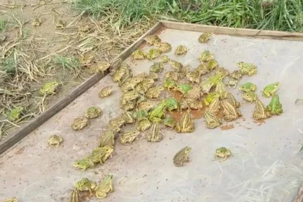 家里养着牛蛙要喂什么，不同的生长阶段的食物不同