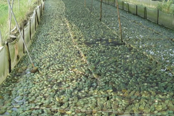 家里养着牛蛙要喂什么，不同的生长阶段的食物不同