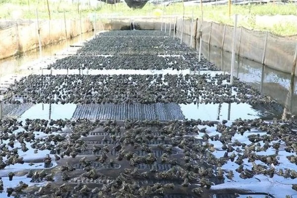 家里养着牛蛙要喂什么，不同的生长阶段的食物不同