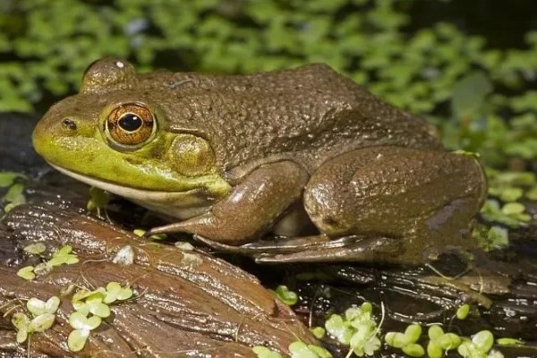 家里养着牛蛙要喂什么，不同的生长阶段的食物不同