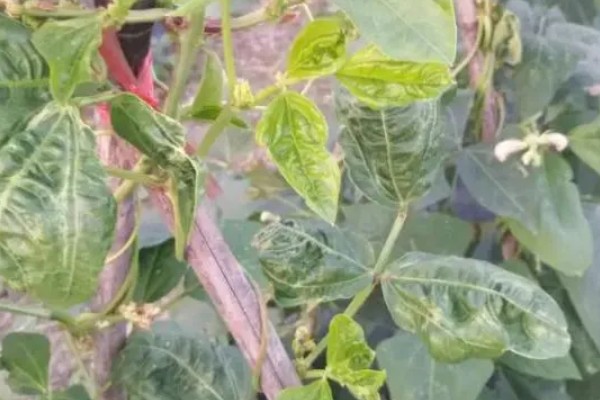豆角卷叶的原因，可能是药害所致
