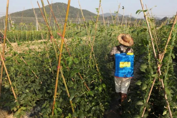 豆角卷叶的原因，可能是药害所致