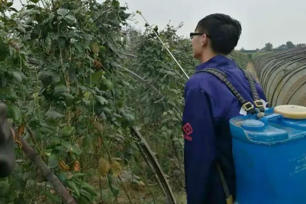 豆角卷叶的原因，可能是药害所致