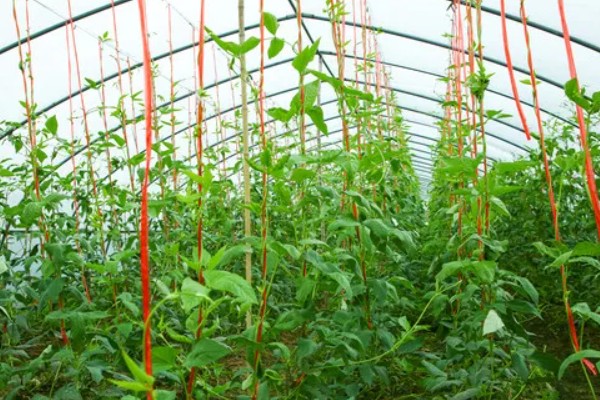 豆角卷叶的原因，可能是药害所致