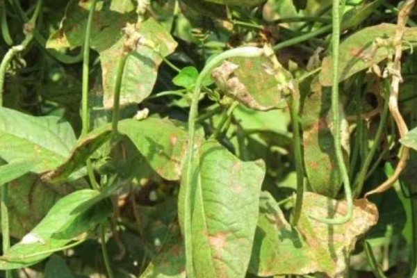 豆角卷叶的原因，可能是药害所致