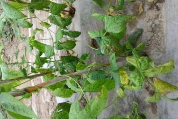 豆角卷叶的原因，可能是药害所致