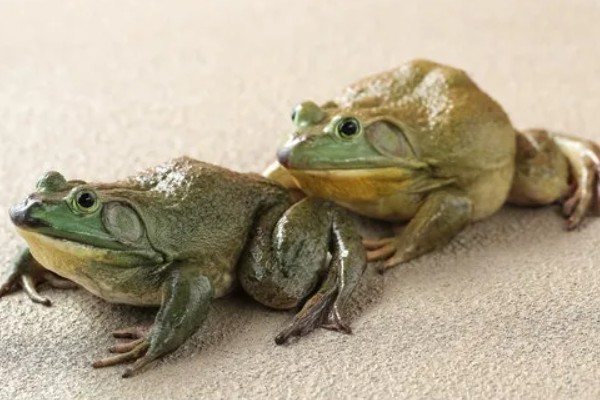 家里养着牛蛙要喂什么，不同的生长阶段的食物不同