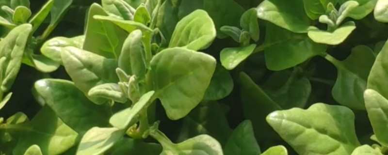 西洋菠菜的种植方法,可育苗也可条、直播