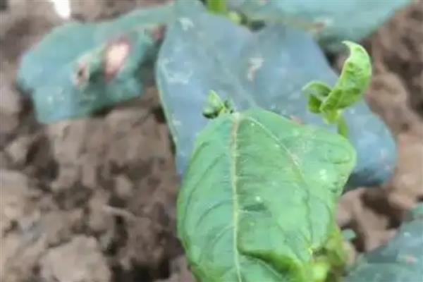 豆角的叶子卷起来是什么病，是病毒病