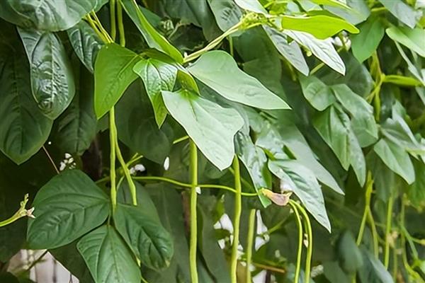 豆角的叶子卷起来是什么病，是病毒病