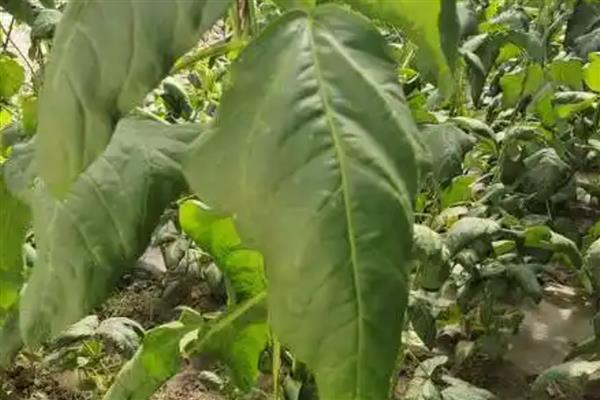 豆角的叶子卷起来是什么病，是病毒病